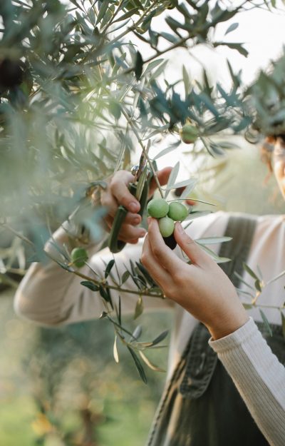 pexels-gary-barnes-6231905